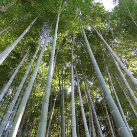 Tall bamboo